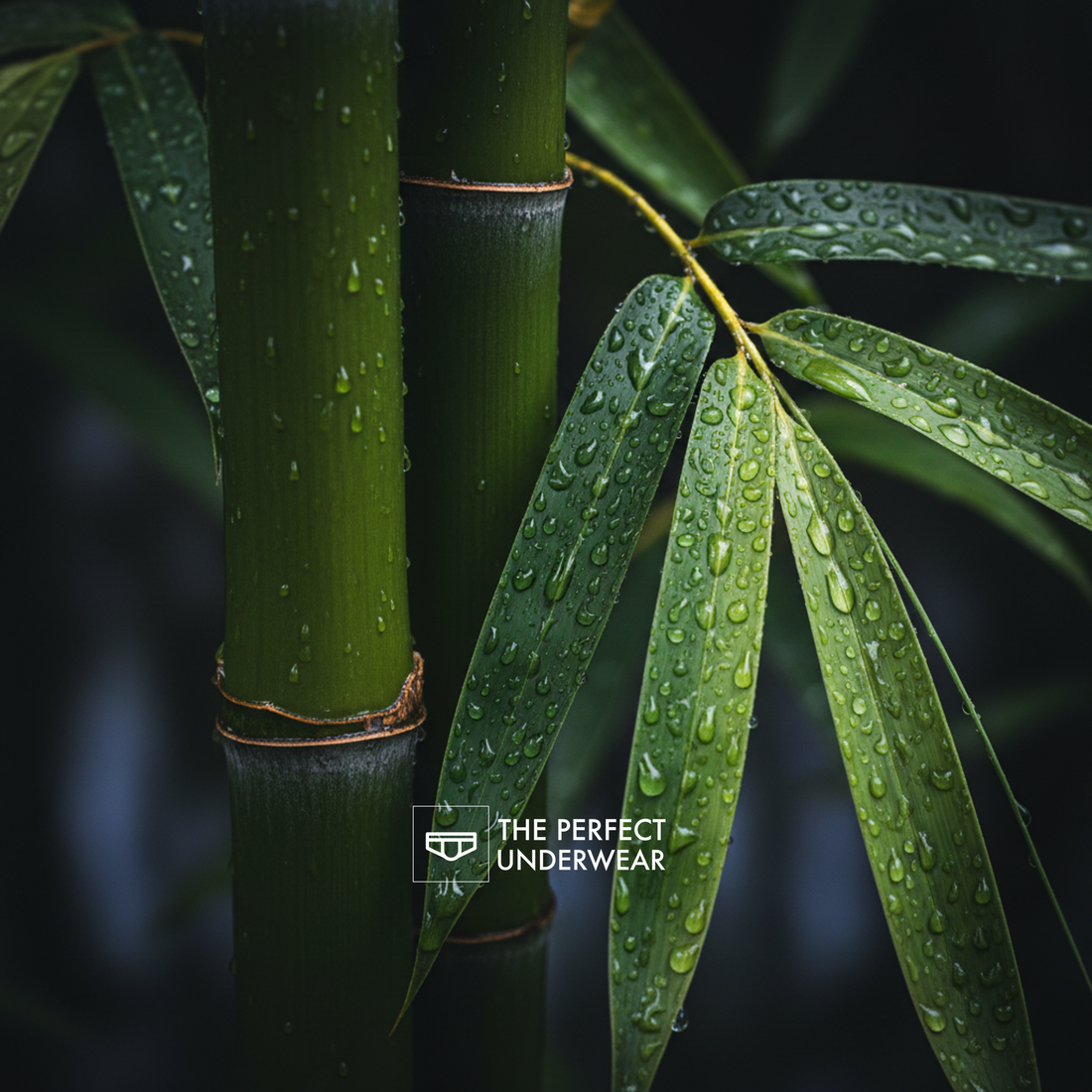 Why Bamboo Beats Cotton: The Sustainable Choice for Modern Men